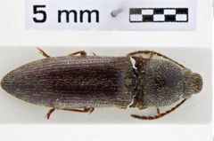 Foto (Dorsalansicht) von Dipropus puncticollis (NHMW-ZOO-COL-0011168)